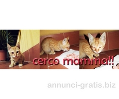 Regalo gattino!