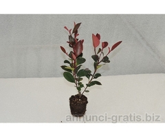 PHOTINIA X FRASERI RED ROBIN