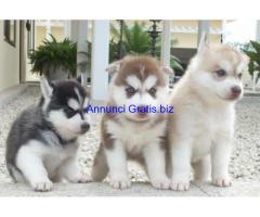 cuccioli di husky siberiano maschio e femmina disponibile.