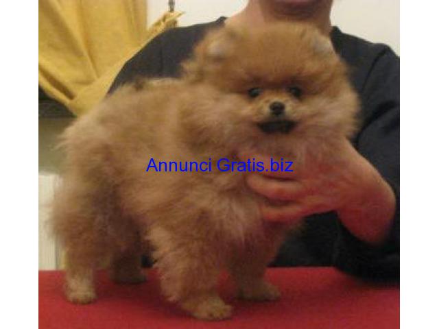 cuccioli volpino della pomerania cuccioli volpino della pomerania