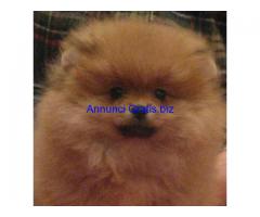 cuccioli volpino della pomerania cuccioli volpino della pomerania