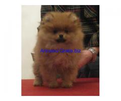 cuccioli volpino della pomerania cuccioli volpino della pomerania
