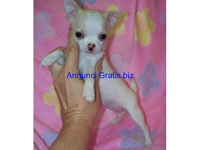 bellissimi cuccioli di chihuahua bellissimi cuccioli di chihuahua