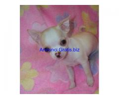 bellissimi cuccioli di chihuahua bellissimi cuccioli di chihuahua