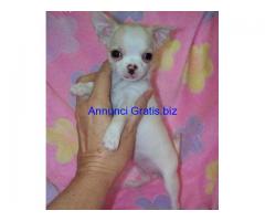 bellissimi cuccioli di chihuahua bellissimi cuccioli di chihuahua
