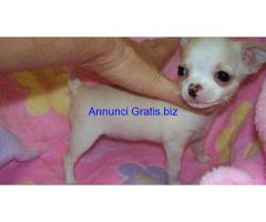 bellissimi cuccioli di chihuahua bellissimi cuccioli di chihuahua
