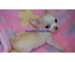 bellissimi cuccioli di chihuahua bellissimi cuccioli di chihuahua