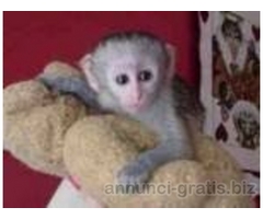 per adozione Belle scimmie cappuccino per l'adozione