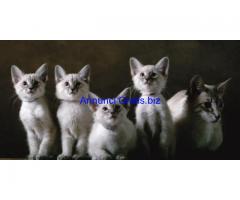 stampe e quadri con gatti