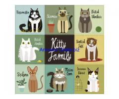 stampe e quadri con gatti