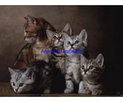 stampe e quadri con gatti