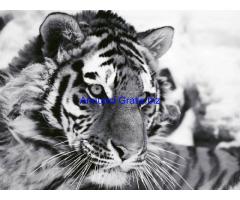 stampe e quadri con gatti