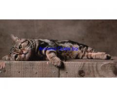 stampe e quadri con gatti