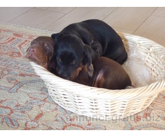 CUCCIOLATA DI DOBERMANN