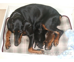 CUCCIOLATA DI DOBERMANN