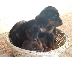 CUCCIOLATA DI DOBERMANN