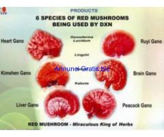 cerco agenti porta a porta o internet