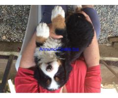 Bovaro del bernese cucciolo