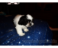 Shih tzu shitzu con pedigree,microchip,tutti doc