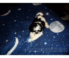Shih tzu shitzu con pedigree,microchip,tutti doc