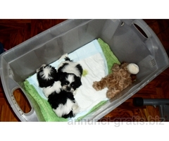 Shih tzu shitzu con pedigree,microchip,tutti doc