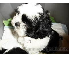 Shih tzu shitzu con pedigree,microchip,tutti doc