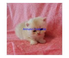 Splendidi Cuccioli Persiani con pedigree