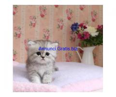 Splendidi Cuccioli Persiani con pedigree