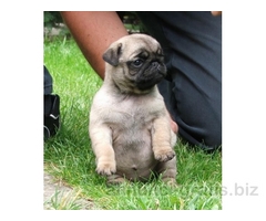 SPLENDIDA CUCCIOLATA DI CARLINI PER L 'ADOZIONE