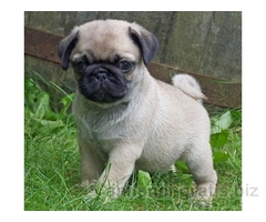 SPLENDIDA CUCCIOLATA DI CARLINI PER L 'ADOZIONE