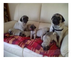 SPLENDIDA CUCCIOLATA DI CARLINI PER L 'ADOZIONE