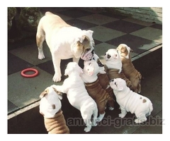 (per l 'adozione)cuccioli di bulldog inglese.