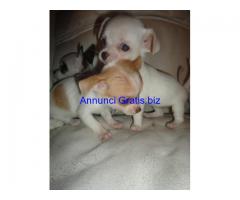 Super maschio piccolo e Cuccioli femminile Chihuahua