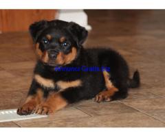 REGALO BELLE CUCCIOLI DI ROTTWEILER MASCHIO E FEMMINA