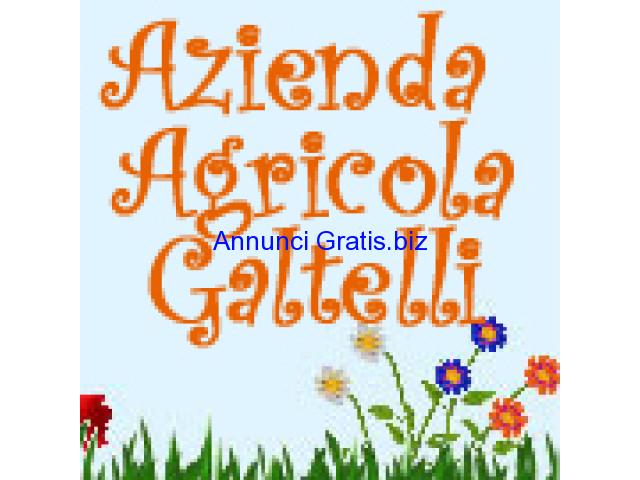 Agricola Galtelli prodotti agricoli, giardinaggio, alimenti ed antiparassitari per animali. Agricola Galtelli prodotti agricoli, giardinaggio, alimenti ed antiparassitari per animali.