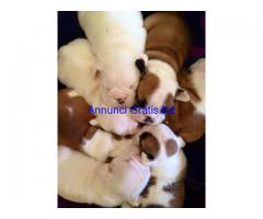 SPLENDIDA CUCCIOLATA DI BULLDOG INGLESE