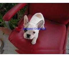 REGALO CUCCIOLI DI BULLDOG FRANCESE CON PEDIGREE