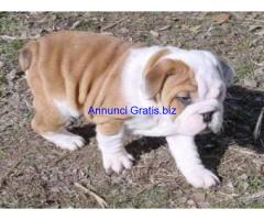 REGALO BULLDOG INGLESE CUCCIOLI DISPONIBLE PER L'ADOZIONE