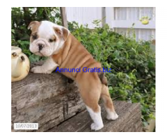 REGALO BULLDOG INGLESE CUCCIOLI DISPONIBLE PER L'ADOZIONE