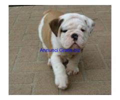 REGALO BULLDOG INGLESE CUCCIOLI DISPONIBLE PER L'ADOZIONE