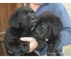 Cane Corso cuccioli