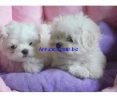 Cuccioli di maltese