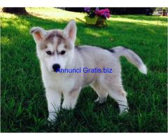 Husky Siberiano Con Pedigree