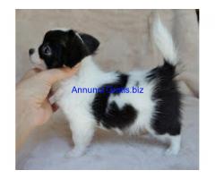 Tre cuccioli di Chihuahua per l'adozione