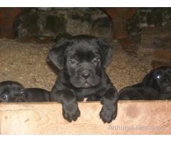Cane Corso cuccioli