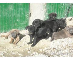Cane Corso cuccioli
