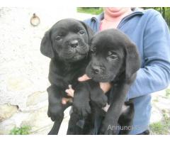 Cane Corso cuccioli