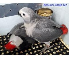 Ara, Cacatua e grigio pappagallo uova fertili africani per la vendita