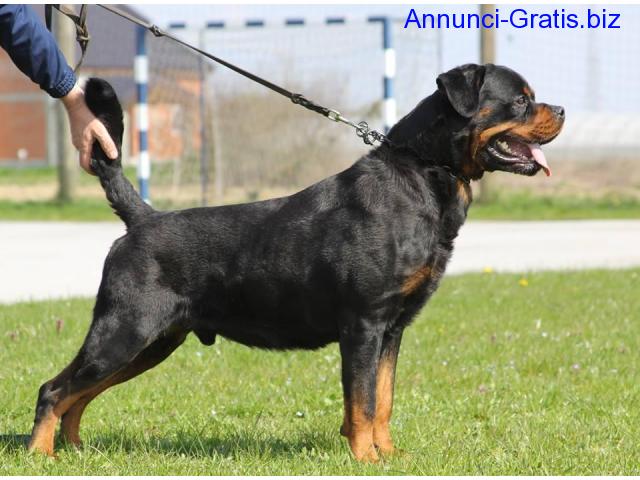 Rottweiler Cuccioli Pisa Annunci Gratis Pubblica Annunci Gratuiti