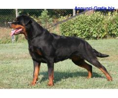 Rottweiler Cuccioli Pisa Annunci Gratis Pubblica Annunci Gratuiti